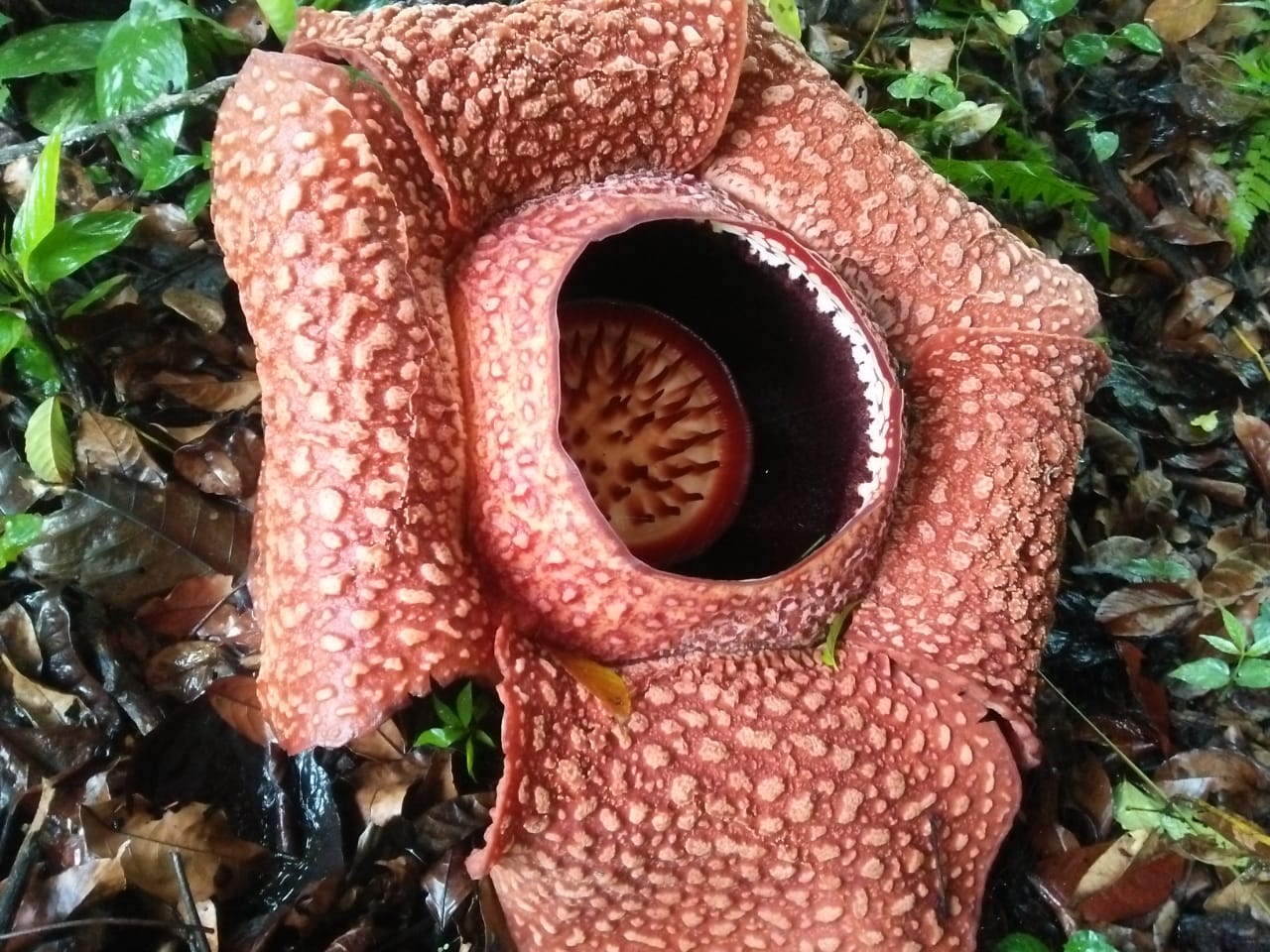 Bunga Rafflesia Arnoldi Hasil Tanaman Budidaya Kembali Mekar Di Lubuk ...