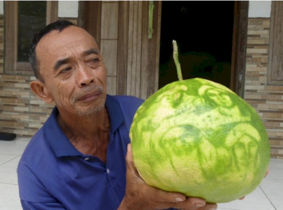 Viral Buah Jeruk Bali Bergambar Wali Songo Ruangjournalist