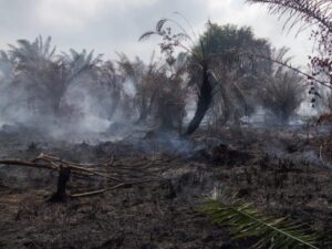 Kondisi kebun sawit di lahan gambut yang terbakar.